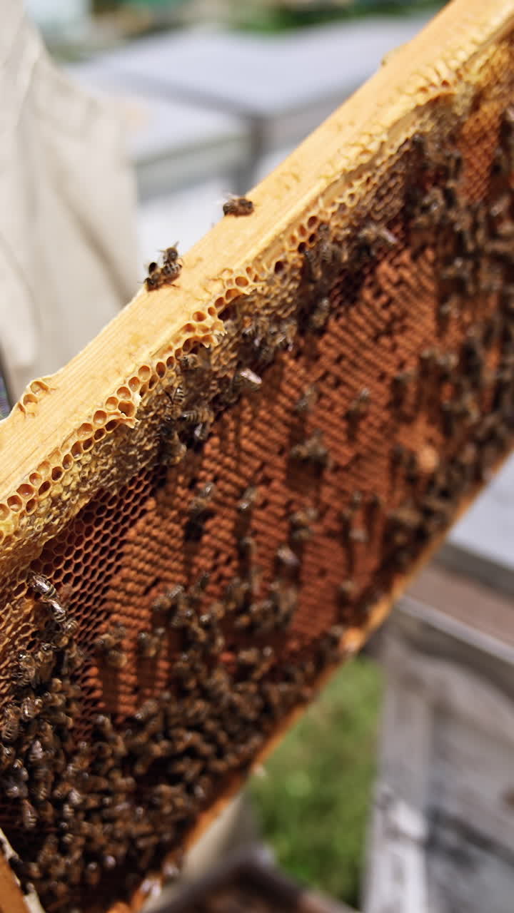 Man holding honeycomb full of bees