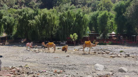 camels resting on a rocky riverbank surrounded by lush green trees in ourika valley