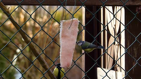 alert blue tit sits at chain link fence and eats lard