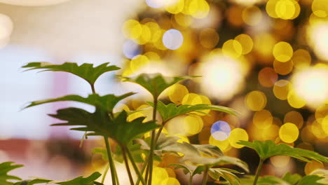 christmas decorations with plants