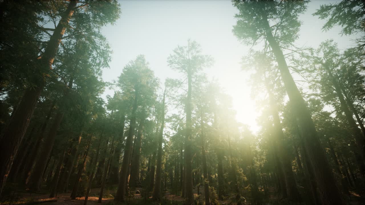 paisaje de puesta de sol brumosa del bosque de secuoya