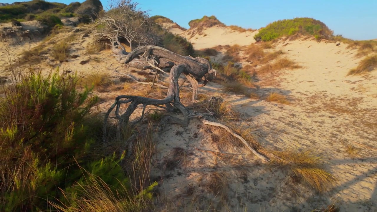 Dune di sabbia suggestive e albero morto a Cala Mesquida, Capdepera, Maiorca