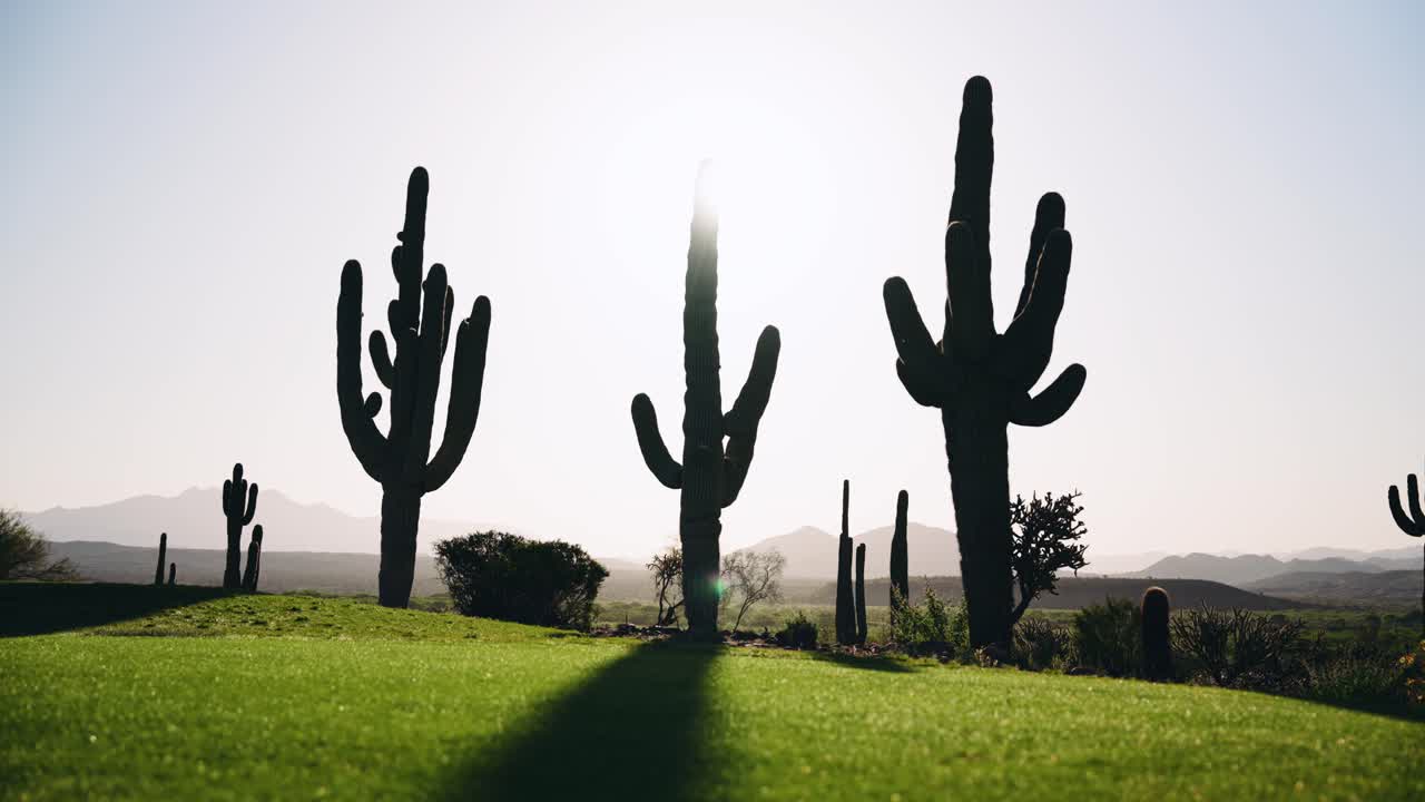 Tall saguaro cacti casting long shadows across a desert golf course at sunrise