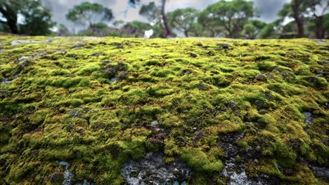 green moss on rock in forest