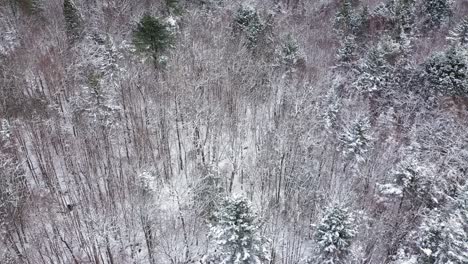 Deslizamiento-Aéreo-De-Arriba-Hacia-Abajo-Sobre-Un-Bosque-Cubierto-De-Nieve-Con-árboles-Desnudos-Y-árboles-De-Hoja-Perenne