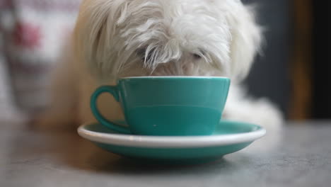 cute dog looking at a small teal coffee cup