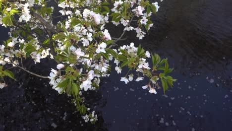 Half-bloomed-Sakura-cherry-blossoms-against-river-in-park