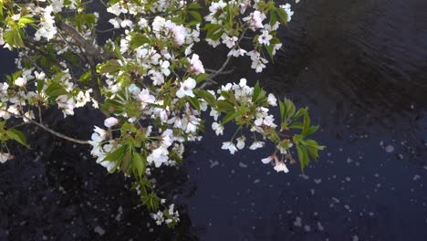 half bloomed sakura cherry blossoms against river in park