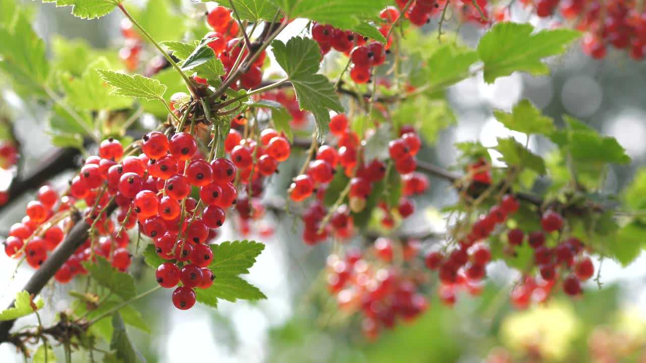 천연 보케 배경에 신선하게 익은 열매가 있는 붉은 건포도 가지