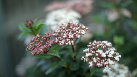 blossoming white valerian flowers, close up panning shot