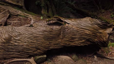 grain of japanese cedar tree in forest of yakushima japan, yakusugi land