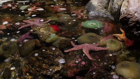 closeup of tide pool