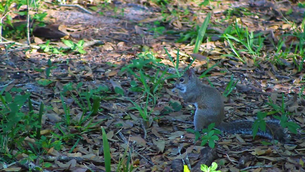 Uno scoiattolo che cerca e mangia su terreno coperto di foglie, con la luce del giorno che filtra tra gli alberi