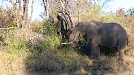 Zwei-Afrikanische-Elefanten-Reißen-Äste-Von-Bäumen-Und-Fressen-In-Freier-Wildbahn