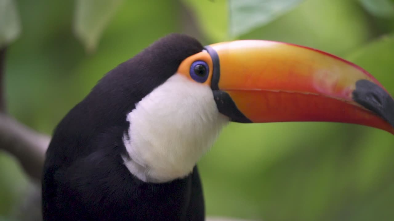Close-up em câmera lenta de um tucano-gigante abrindo o bico e olhando ao redor