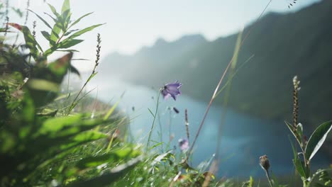 wildflowers in the mountain with fjord in the background on a bright day