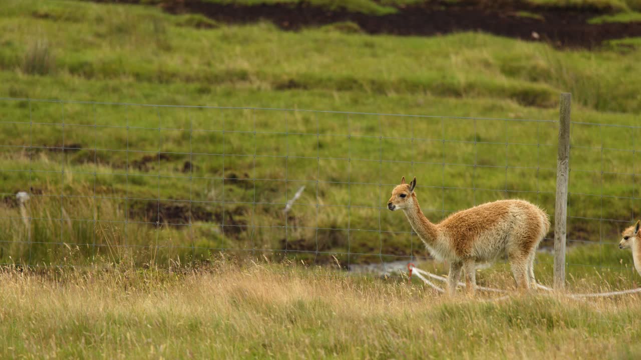 Two vicunas graze and move slowly in grassy Scottish Highlands, natural daylight, static wide shot