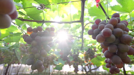 Mature-grapes-hang-on-the-branches,-making-them-look-tempting-under-the-sunlight