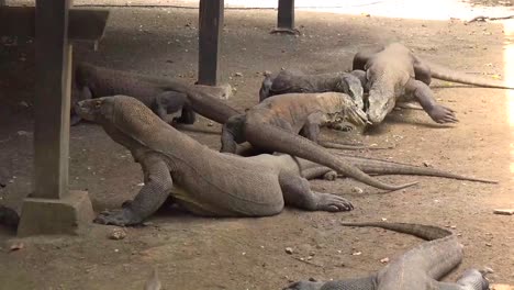 dragons komodo cage national park
