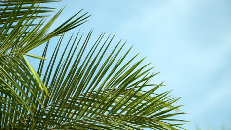 Cerca-De-Hoja-De-Palma-Tropical-Meciéndose-En-El-Viento-Contra-El-Cielo-En-Cámara-Lenta