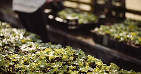 Female-Gardener-Examining-Plants-At-Greenhouse-3