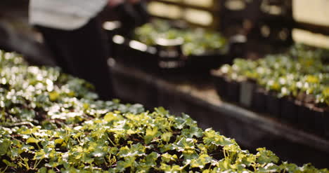 female gardener examining plants at greenhouse 3