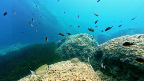 Underwater-Scene-with-flock-of-fishes-and-Rocky-Terrain