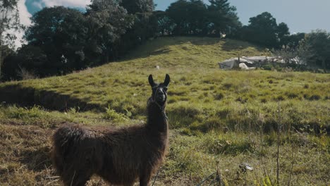 llama marrón de pie en el prado herboso de la región andina de américa del sur