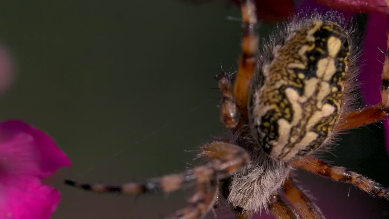 primer plano de una araña en una flor rosada