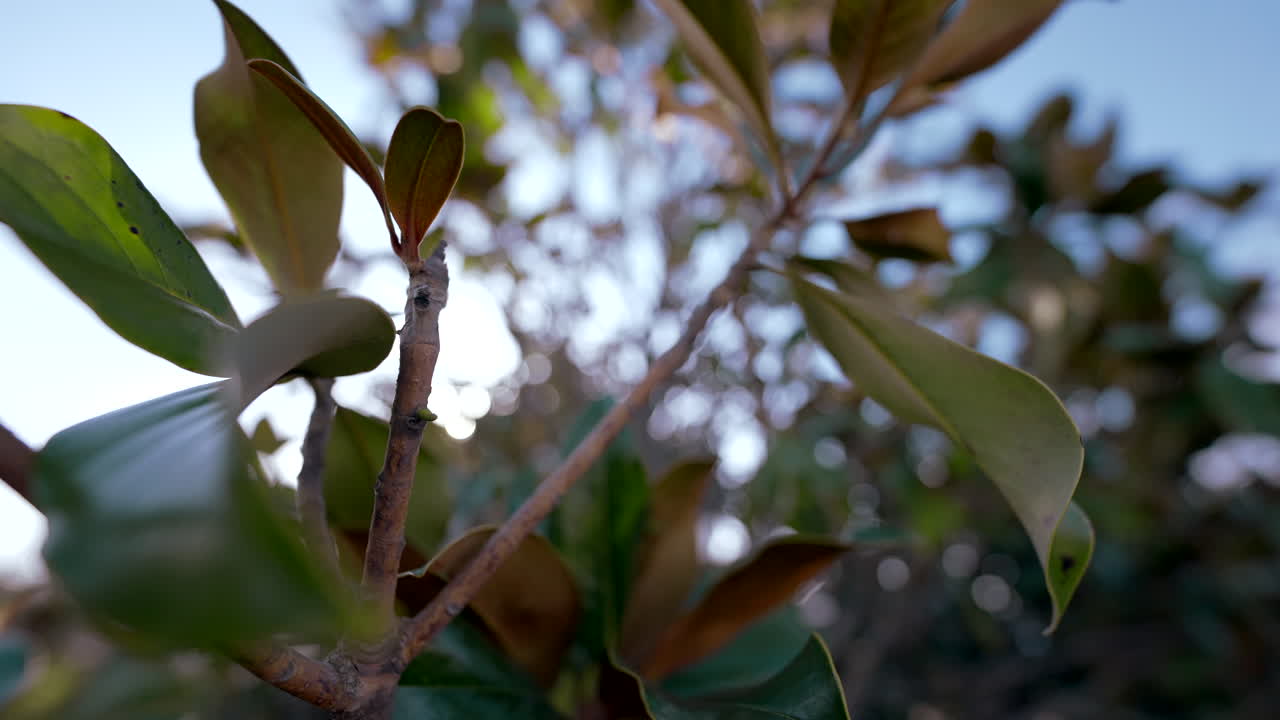 rama de árbol de magnolia con hojas