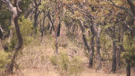 Mono-Babuino-Del-Cabo-Caminando-En-Un-Denso-Bosque-De-Sabana-Africana