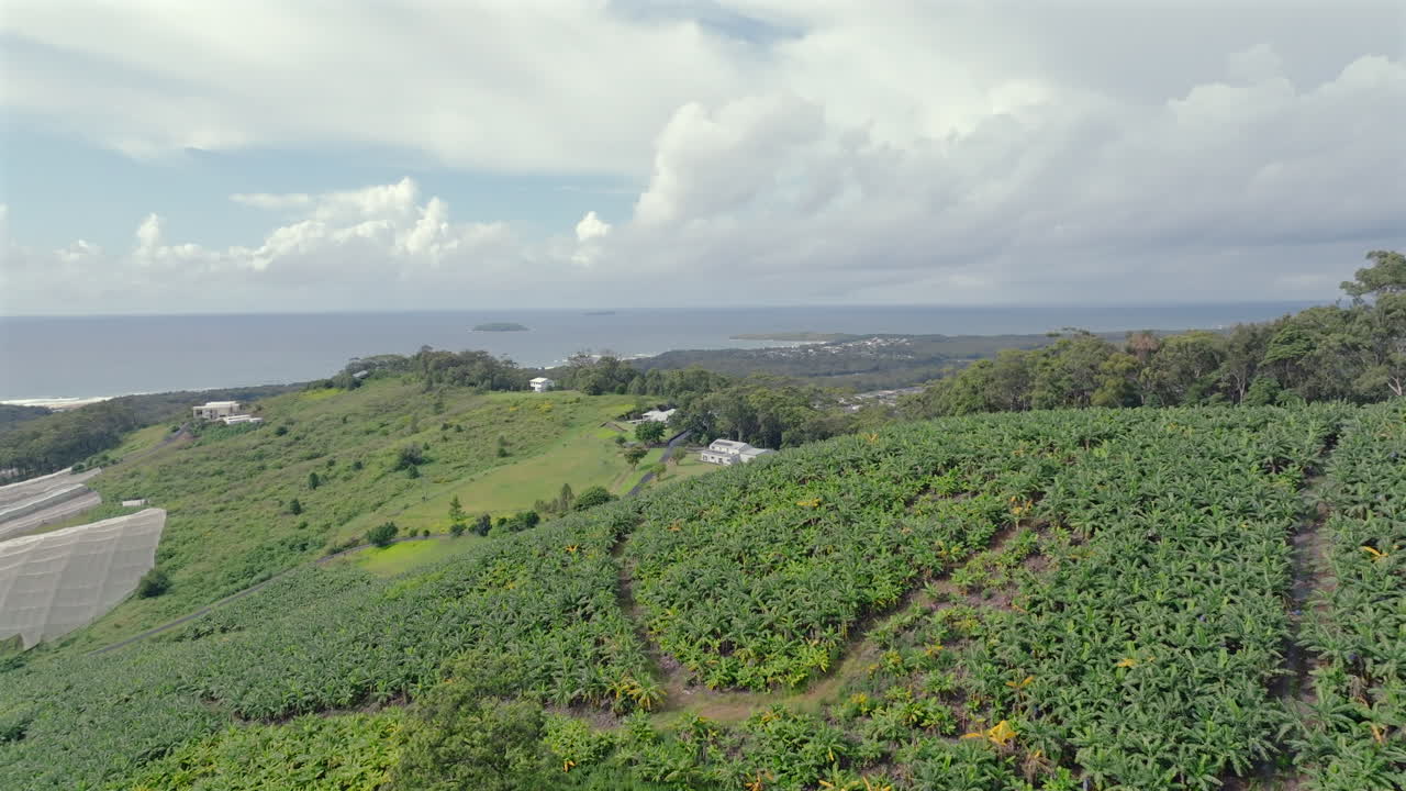 Drone shot flying over banana plantations near Coffs Harbour in New South Wales, Australia