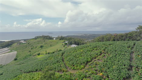 drone shot flying over banana plantations near coffs harbour in new south wales, australia
