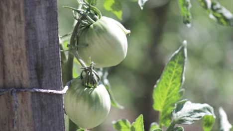 Green-tomatoes-in-a-vegetable-garden-close-up