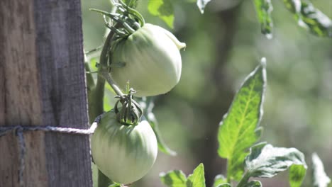 tomates verdes en un huerto de cerca