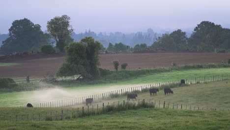 cattle moving on the dusty grassland of new zealand in the morning - wide shot