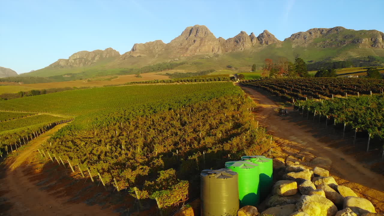 Scenic Vineyard Landscape with Mountains