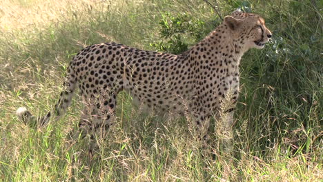 side view of beautiful cheetah looking around and listneing as wind blows past grass