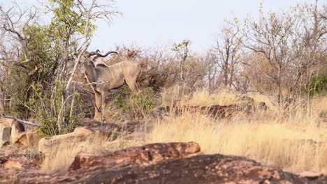 Mayor-Macho-Kudu-Mordisqueando-Arbustos-Entre-Rocas