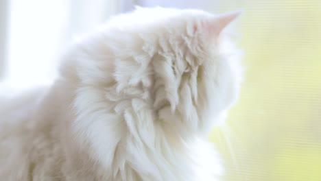 domestic cat with complete heterochromia. white cat with different colored eyes is sitting by the window.