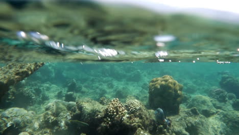 coral reef by the water surface in red sea