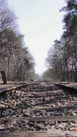 empty train tracks through a forest