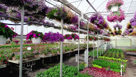 volando más allá de las coloridas petunias vibrantes en varios colores en el invernadero