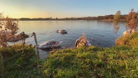 cinematic shot of white swans and cygnets, swimming and feeding on riverbank during beautiful sunset