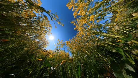 slow motion horizon curved-up shot of a yellow field of flowering rapeseeds on a sunny day