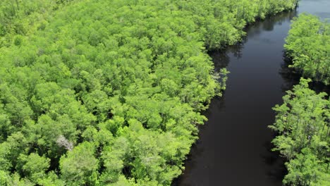 Aerial-drone-show-of-dense-cypress-forest-surrounding-river-in-northern-Florida