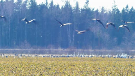 large flock of bean goose feeding and having rest during their transmigration, taking off in the air, agricultural field, sunny spring day, heat waves, distant medium shot