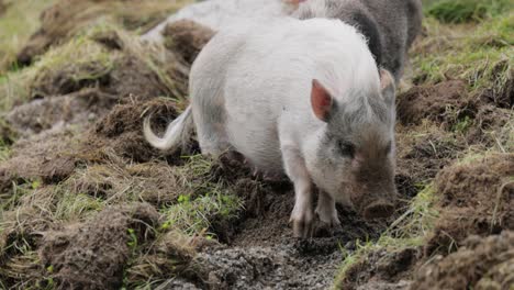 Schwarzes-Schwein-Auf-Einem-Bauernhof.