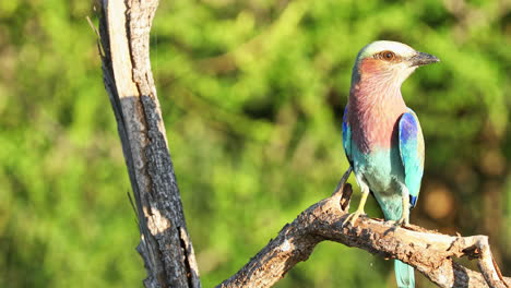 Rodillo-De-Pecho-Lila-Posado-En-La-Rama-De-Un-árbol-En-La-Reserva-Natural-Privada-De-Klaserie,-Sudáfrica---Primer-Plano