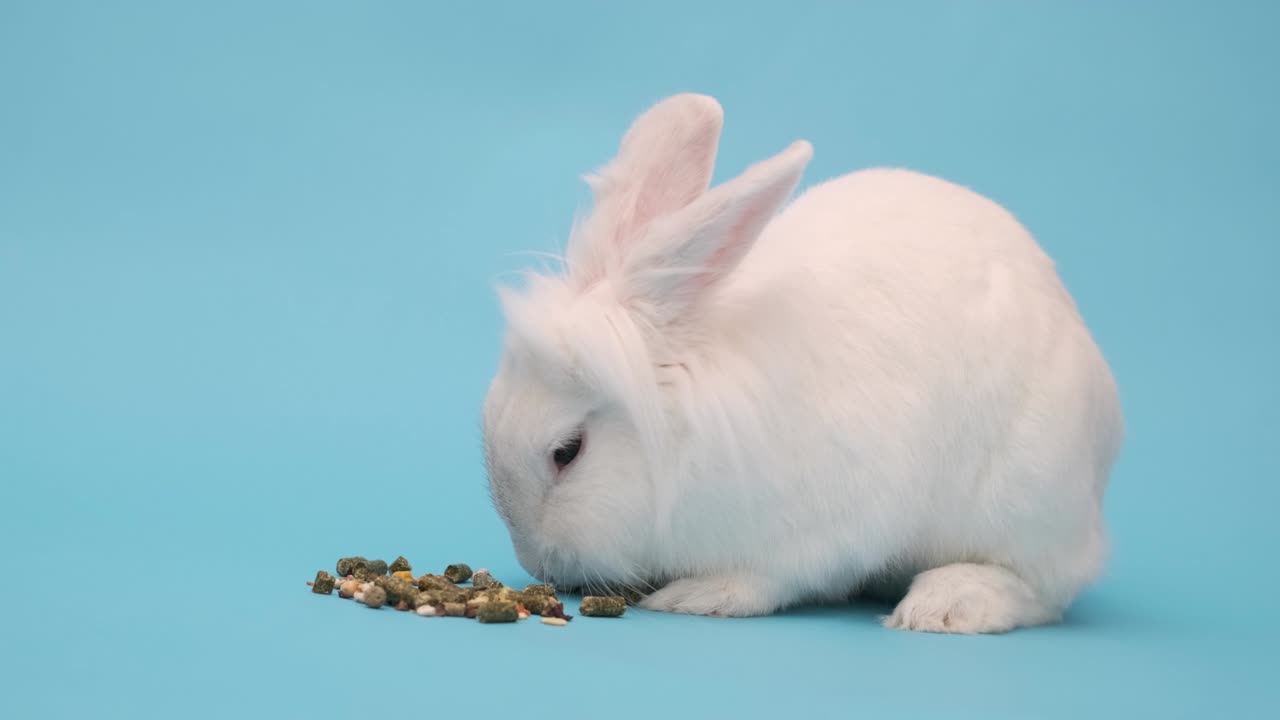 토끼는 즐거움으로 음식을 먹습니다. 파란색에  부활절 토끼